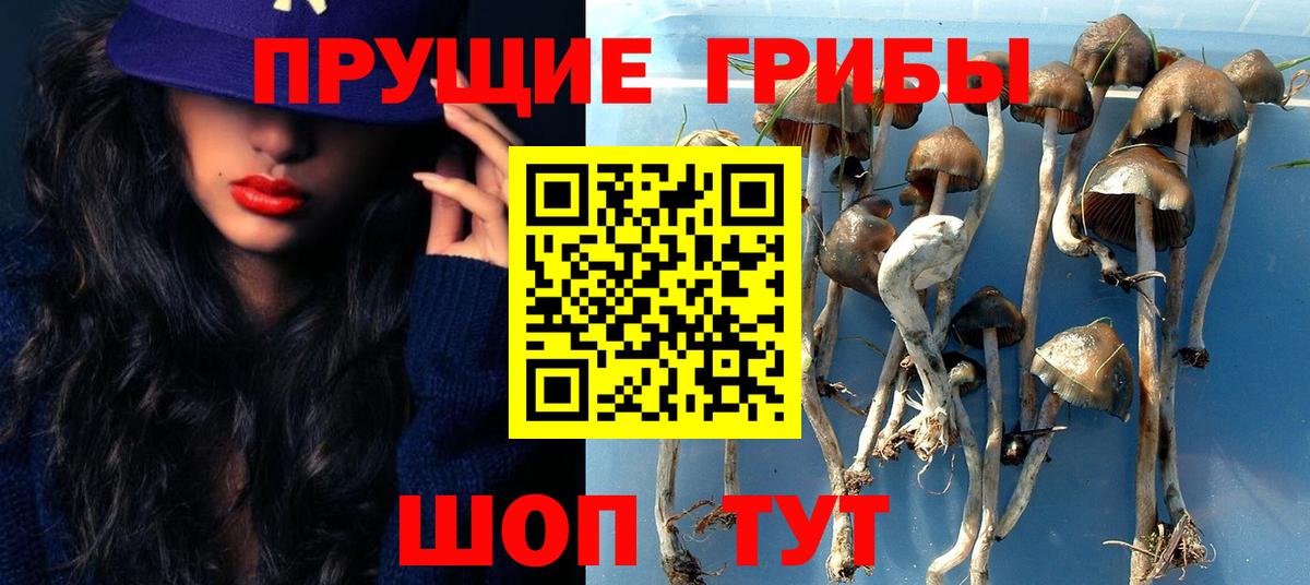 Галлюциногенные грибы Psilocybe Кисловодск